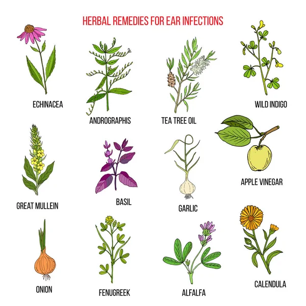 귀 감염에 대 한 최고의 약초 — 스톡 벡터
