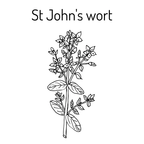 St John s wort Hypericum perforatum, şifalı bitki. — Stok Vektör