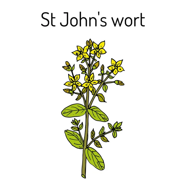 St. John 's wort Hypericum perforatum — стоковый вектор