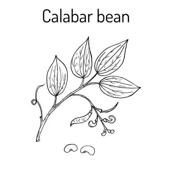Калабар Бін Physostigma Venenosum, лікарська рослина — стоковий вектор