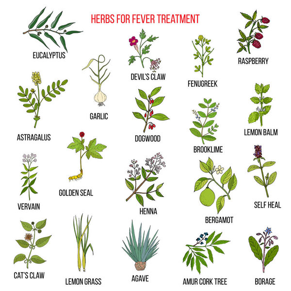 Лучшие травяные средства от лихорадки
