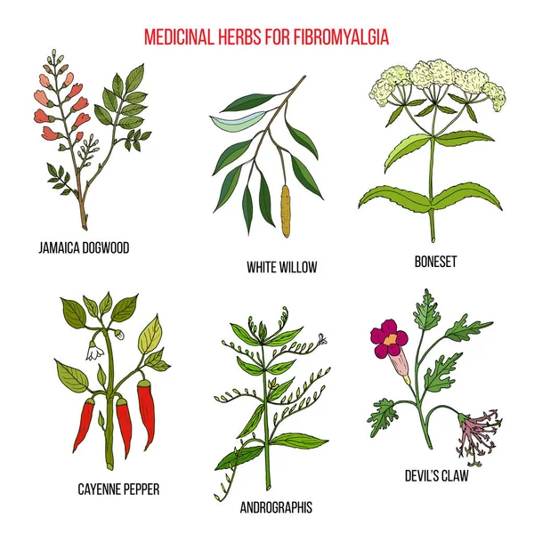 Meilleurs remèdes à base de plantes pour la fibromyalgie — Image vectorielle