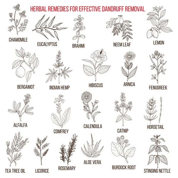 Лучшие травяные средства для эффективного удаления перхоти — стоковый вектор