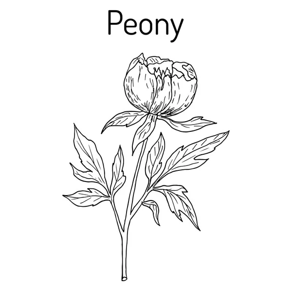 Peonia cinese Paeonia lactiflora, pianta medicinale — Vettoriale Stock