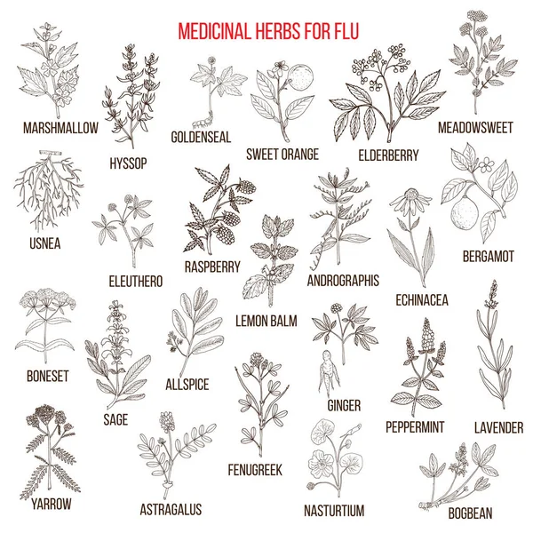 Best medicinal herbs for flu — Stock Vector