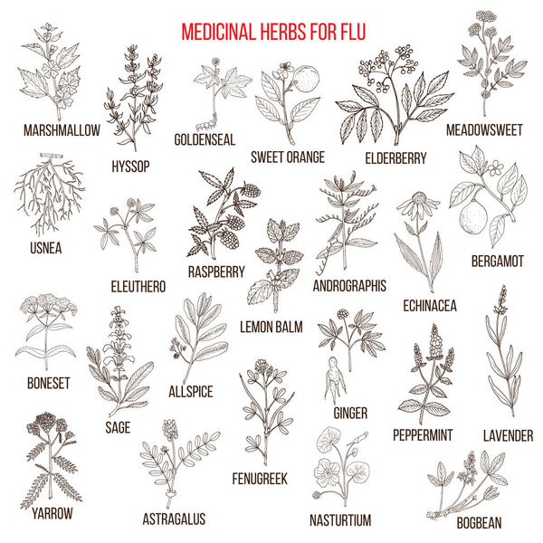 Лучшие лекарственные травы для гриппа
