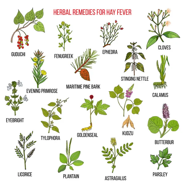 Los mejores remedios herbarios para la fiebre del heno — Archivo Imágenes Vectoriales