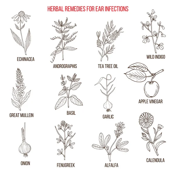 Las mejores hierbas medicinales para las infecciones del oído — Archivo Imágenes Vectoriales