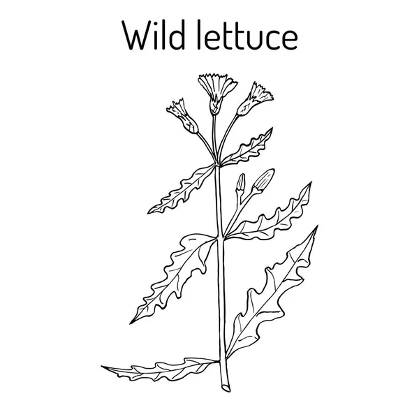 Дикий, или колючий салат Lactuca serriola, лекарственное растение — стоковый вектор