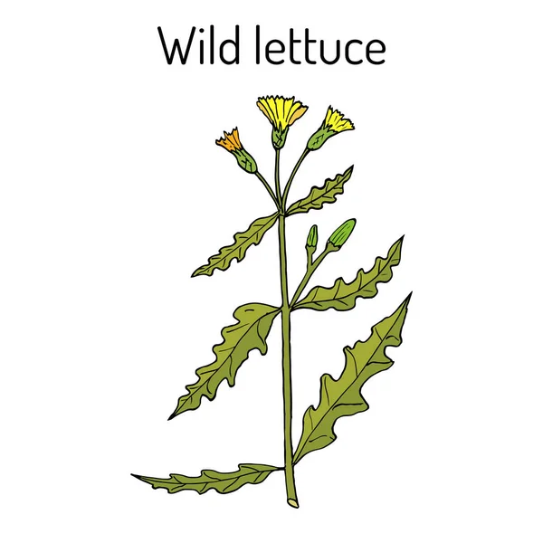 Lattuga selvatica o spinosa Lactuca serriola, pianta medicinale — Vettoriale Stock