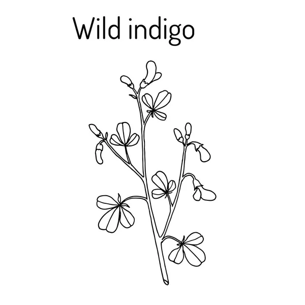 Wild-indaco Baptisia tinctoria, pianta medicinale — Vettoriale Stock