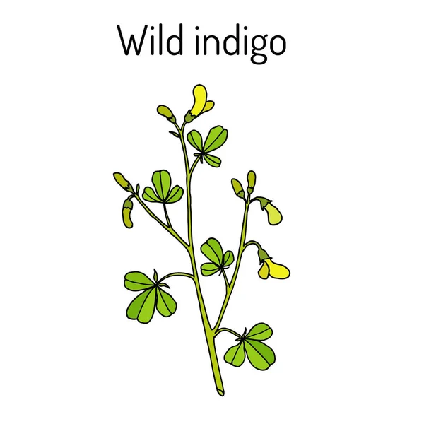 Wild-indigo Baptisia tinctoria, plante médicinale — Image vectorielle