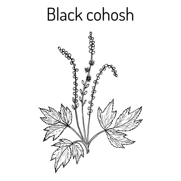 Black cohosh Samorostlík racemosa, léčivé rostliny — Stockový vektor