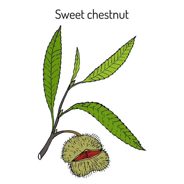 Castaña dulce Castanea sativa — Vector de stock