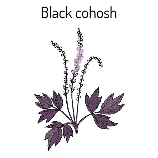 Cohosh preto Actaea racemosa, planta medicinal —  Vetores de Stock