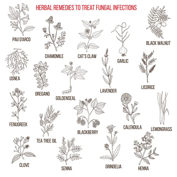 Los mejores remedios herbales para infecciones fúngicas — Vector de stock