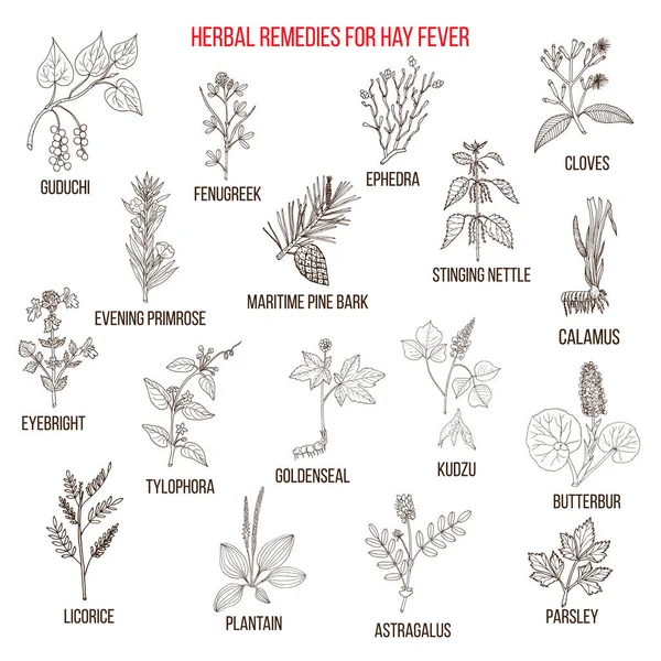 Best herbal remedies for hay fever — Stock Vector