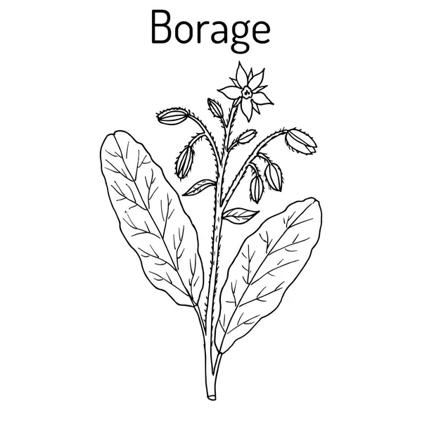 Borragem Borago officinalis, ou flor estrelada, planta culinária e medicinal — Vetor de Stock