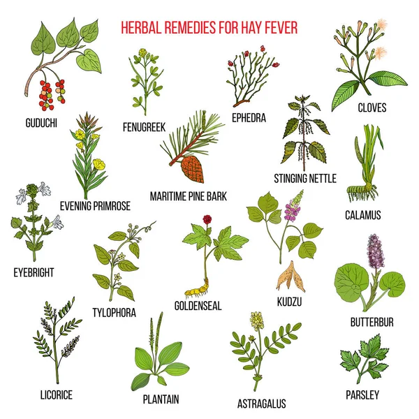 Best herbal remedies for hay fever Stock Illustration