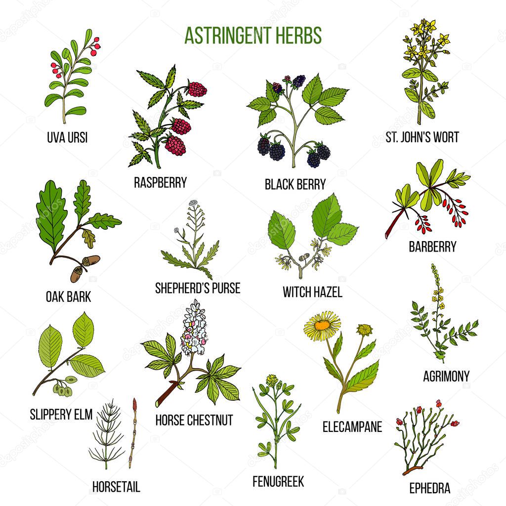 Astringent herbs. Hand drawn set of medicinal plants