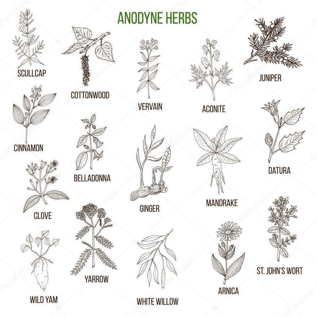Anodyne herbs. Hand drawn set of medicinal plants