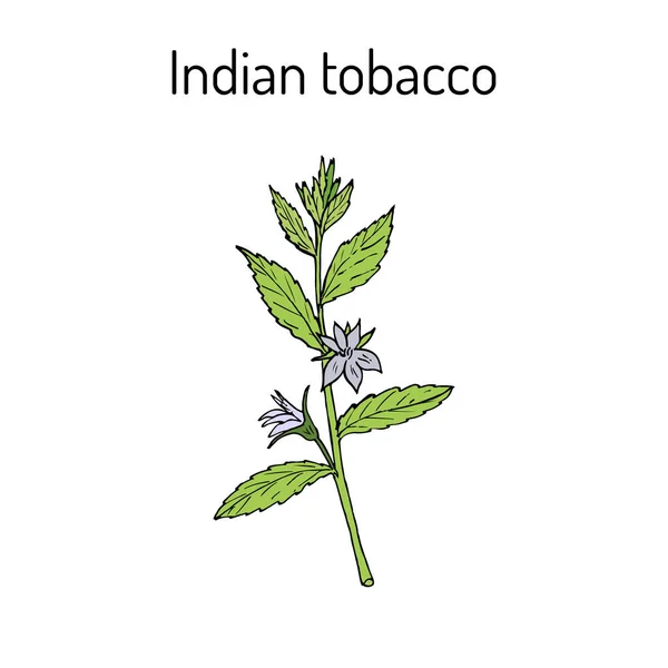 Indian Tobacco Lobelia inflata , or Asthma weed, pukeweed, gagroot, medicinal herb — Stock Vector