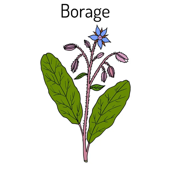 Borragem Borago officinalis, ou flor estrelada, planta culinária e medicinal — Vetor de Stock