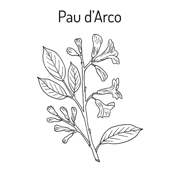 Pau d arco Tabebuia impetiginosa, eller trumpet träd, medicinalväxt — Stock vektor