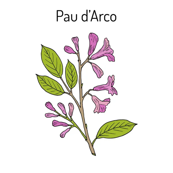 Pau d arco Tabebuia impetiginosa , or trumpet tree, medicinal plant — Stock Vector
