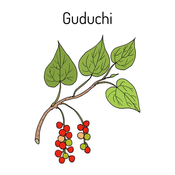 Guduchi Tinospora cordifolia, pianta medicinale ayurvedica — Vettoriale Stock