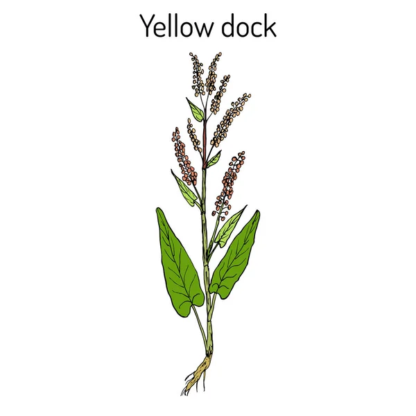 Yellow dock Rumex confertus , or parell, patience herb medicinal plant — Stock Vector