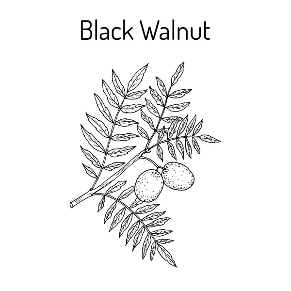 Wschodniej Orzech czarny Juglans nigra — Wektor stockowy