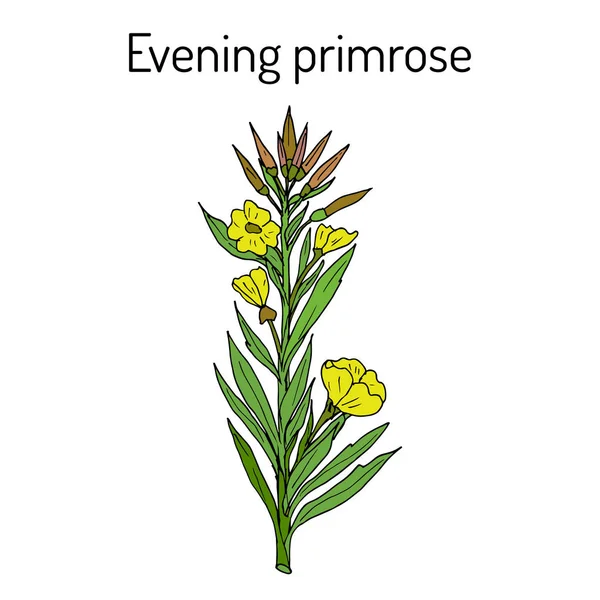 Evening primrose Oenothera biennis , or suncups, sundrops, ornamental and medicinal plant — Stock Vector