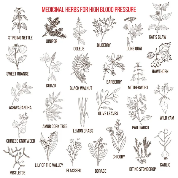 Las mejores hierbas medicinales para la presión arterial alta . — Archivo Imágenes Vectoriales