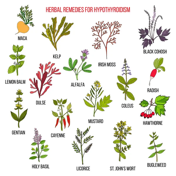 Los mejores remedios herbales para el hipotiroidismo — Vector de stock