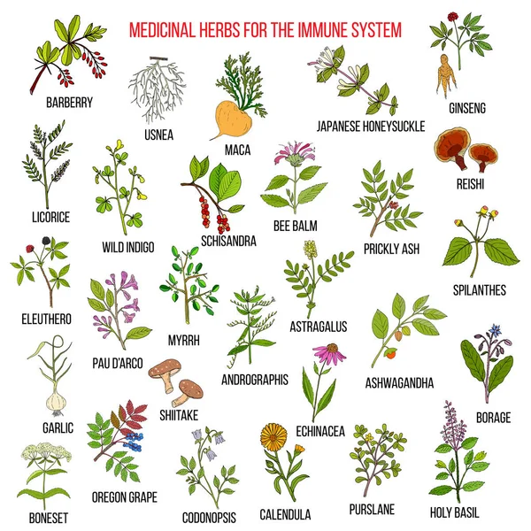Las mejores hierbas medicinales para el sistema inmunológico — Vector de stock