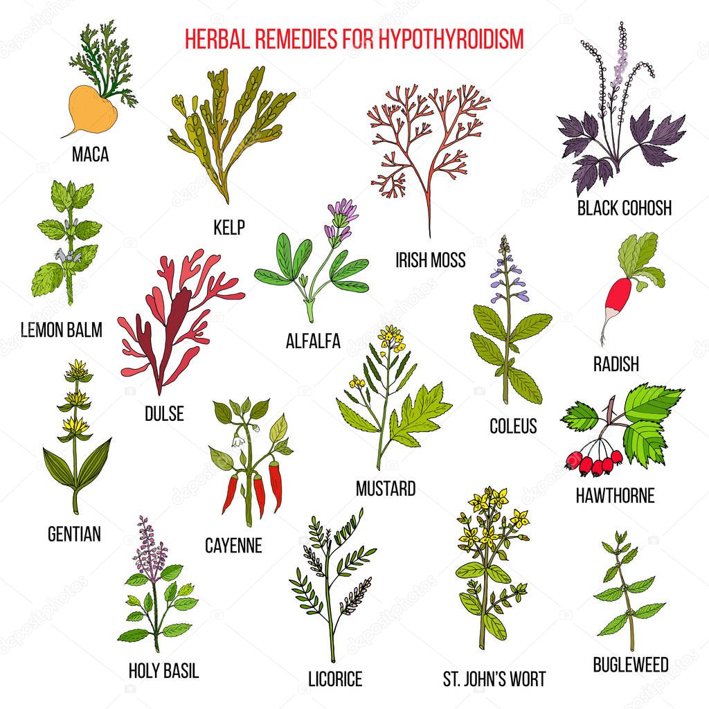 Best herbal remedies for hypothyroidism