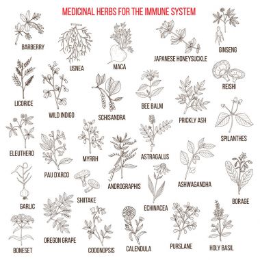 Bağışıklık sistemi için en iyi tedavi edici otlar