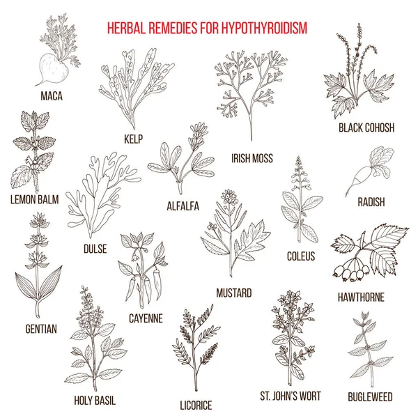 Melhores remédios à base de plantas para o hipotireoidismo —  Vetores de Stock