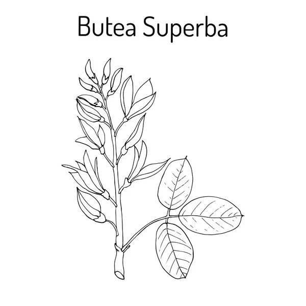 Butea superba fashion vining shrub — стоковый вектор