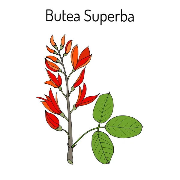 Butea superba asiatique vining arbuste — Image vectorielle