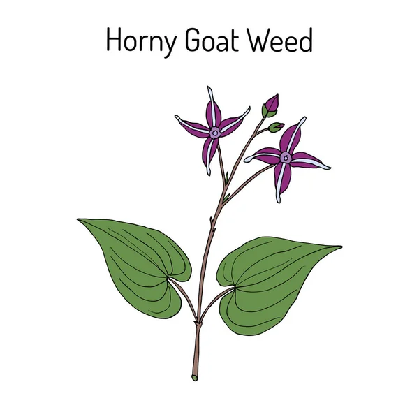 Horny Goat Weed Epimedium sagittatum, planta medicinal — Vetor de Stock
