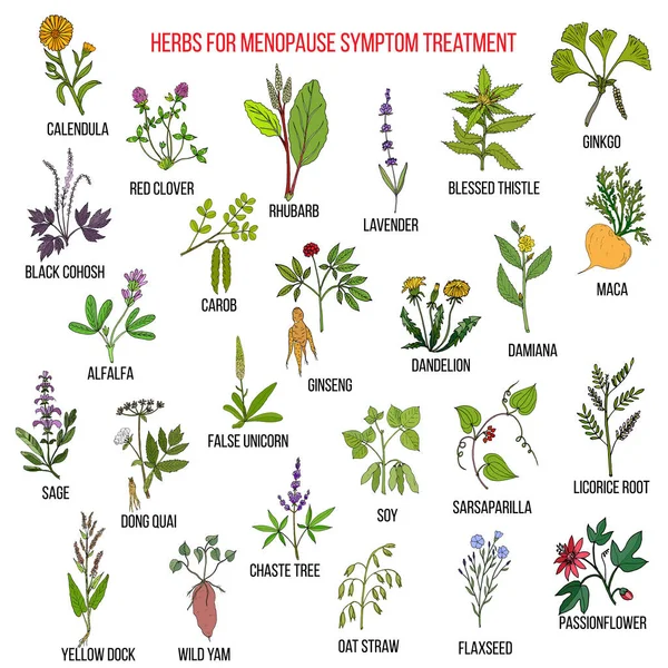 Las mejores hierbas para el tratamiento de los síntomas de la menopausia — Vector de stock