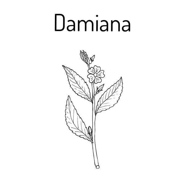 Damiana Turnera diffusa, φαρμακευτικό φυτό — Διανυσματικό Αρχείο