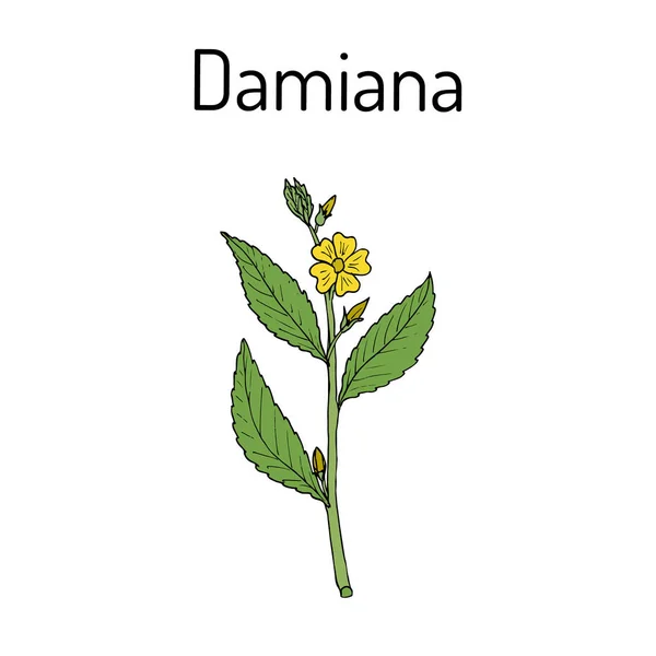 Damiana Turnera diffusa, planta medicinal — Vector de stock