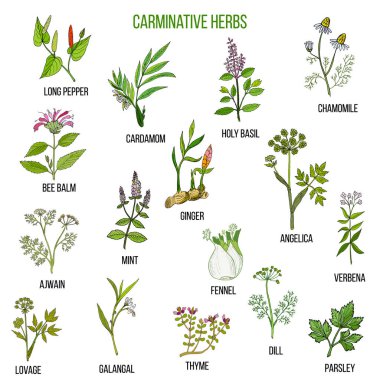 Carminative otlar. Elle çizilmiş seti