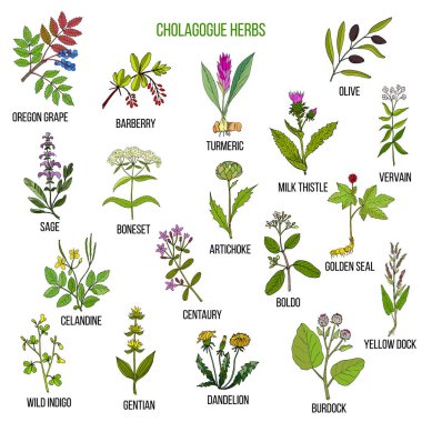 Cholagogue otlar. Elle çizilmiş seti