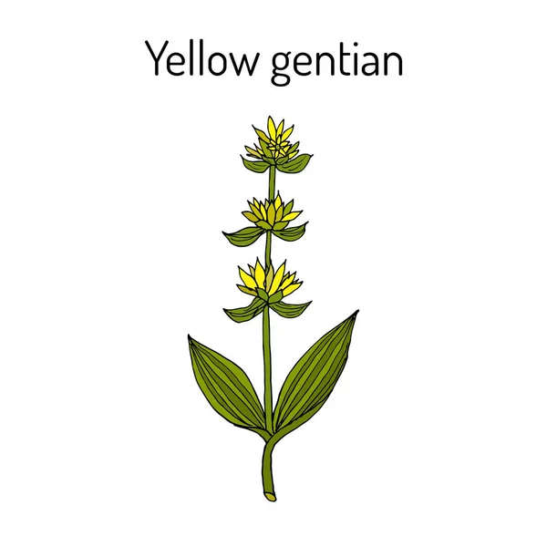 Sárga tárnics-Gentiana lutea, gyógynövény. — Stock Vector
