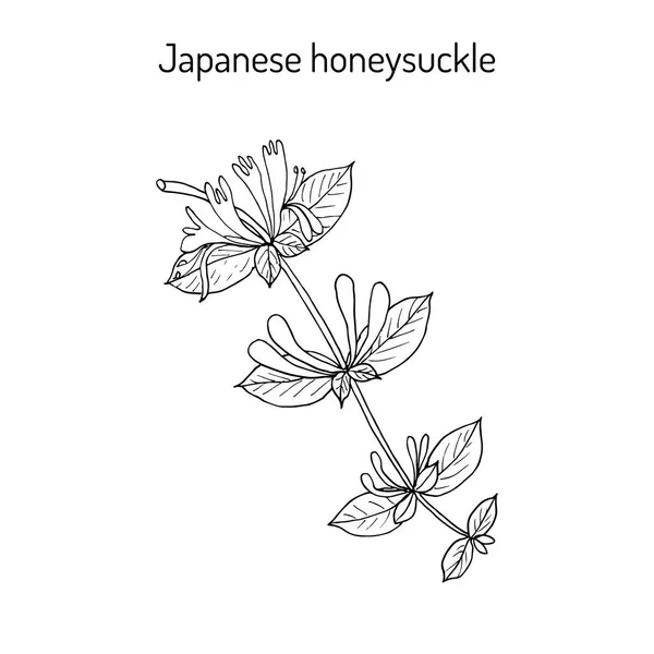 Zimolez japonský Lonicera japonica, léčivé rostliny — Stockový vektor
