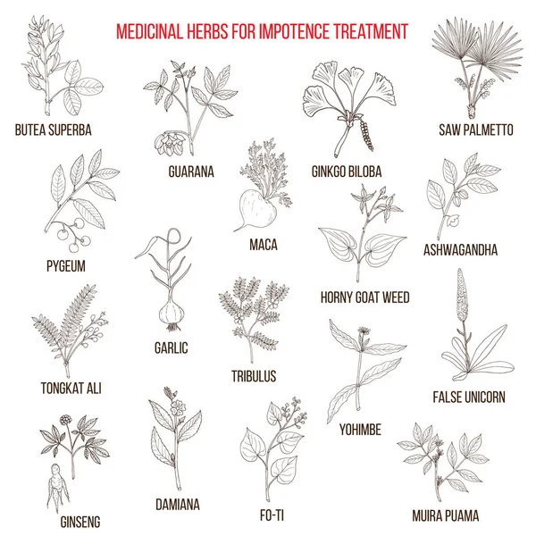 Beste kruiden voor de behandeling van impotentie — Stockvector